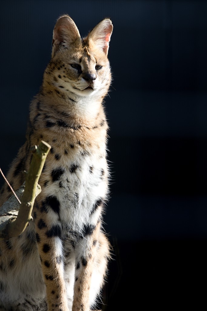 zoogdieren hdr natuur huisdieren zoogdier huisdier mammalia natuurmonumenten staatsbosbeheer zoo dierentuin